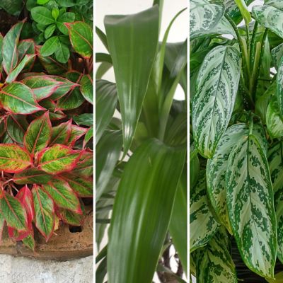 National Plant Network 4 in. SpaceScape Houseplant Island Collection (3-Pack)