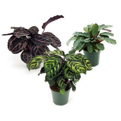 Image showing  4 in. SpaceScape Houseplant Prayer Plant Collection (3-Pack)