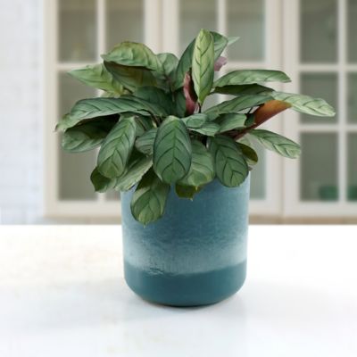Image showing  4 in. SpaceScape Houseplant Prayer Plant Collection (3-Pack)