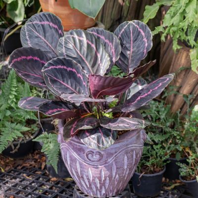Image showing  4 in. SpaceScape Houseplant Prayer Plant Collection (3-Pack)