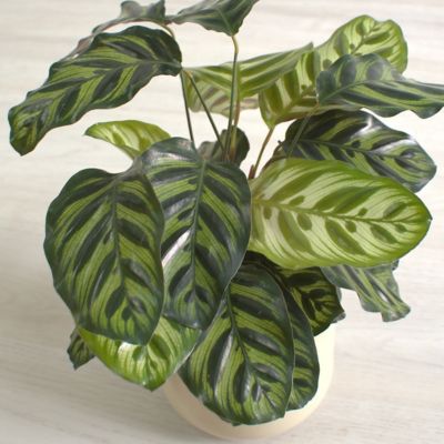 Image showing  4 in. SpaceScape Houseplant Prayer Plant Collection (3-Pack)