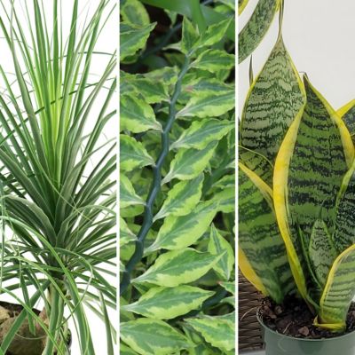 National Plant Network 4 in. SpaceScape Houseplant Low Maintenance Collection (3-Pack)