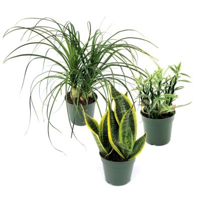 Image showing  4 in. SpaceScape Houseplant Low Maintenance Collection (3-Pack)
