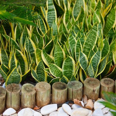 Image showing  4 in. SpaceScape Houseplant Low Maintenance Collection (3-Pack)