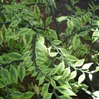 Image showing  4 in. SpaceScape Houseplant Low Maintenance Collection (3-Pack)