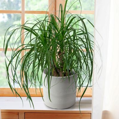 Image showing  4 in. SpaceScape Houseplant Low Maintenance Collection (3-Pack)