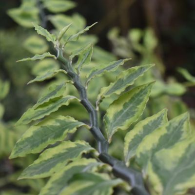 Image showing 6 th National Plant Network 4 in. SpaceScape Houseplant Low Maintenance Collection (3-Pack)