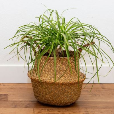 Image showing 7 th National Plant Network 4 in. SpaceScape Houseplant Low Maintenance Collection (3-Pack)
