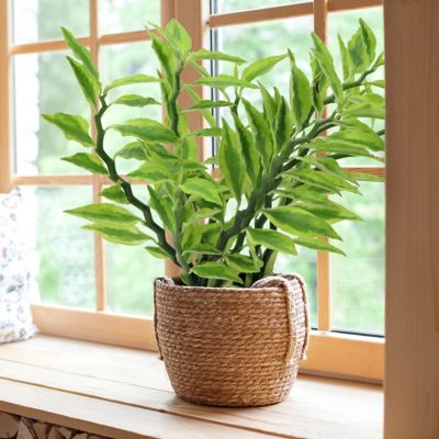 Image showing 8 th National Plant Network 4 in. SpaceScape Houseplant Low Maintenance Collection (3-Pack)