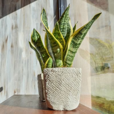 Image showing 9 th National Plant Network 4 in. SpaceScape Houseplant Low Maintenance Collection (3-Pack)