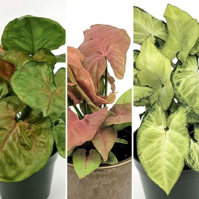 National Plant Network 4 in. SpaceScape Houseplant Arrowhead Vine Collection (3-Pack)