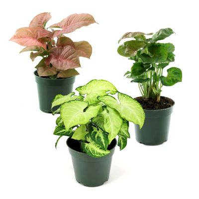 Image showing  4 in. SpaceScape Houseplant Arrowhead Vine Collection (3-Pack)