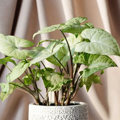 Image showing  4 in. SpaceScape Houseplant Arrowhead Vine Collection (3-Pack)