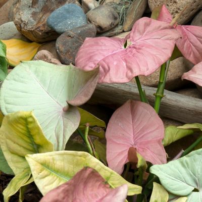 Image showing  4 in. SpaceScape Houseplant Arrowhead Vine Collection (3-Pack)