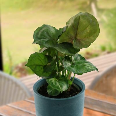 Image showing  4 in. SpaceScape Houseplant Arrowhead Vine Collection (3-Pack)
