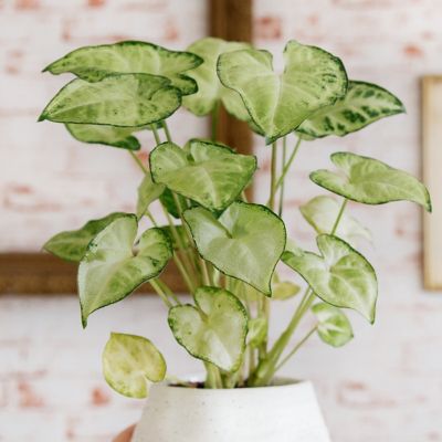 Image showing 5 th National Plant Network 4 in. SpaceScape Houseplant Arrowhead Vine Collection (3-Pack)