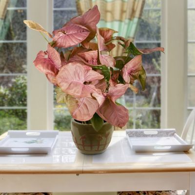 Image showing 6 th National Plant Network 4 in. SpaceScape Houseplant Arrowhead Vine Collection (3-Pack)