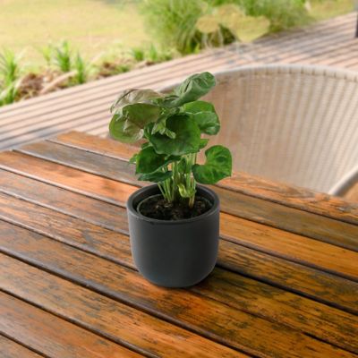 Image showing 7 th National Plant Network 4 in. SpaceScape Houseplant Arrowhead Vine Collection (3-Pack)