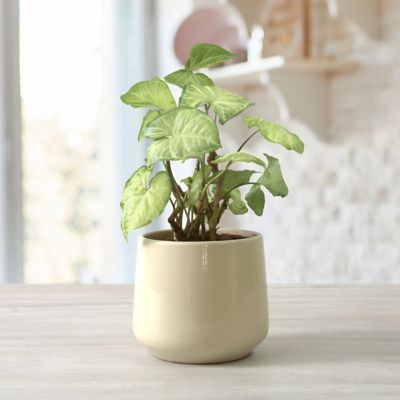 Image showing 8 th National Plant Network 4 in. SpaceScape Houseplant Arrowhead Vine Collection (3-Pack)