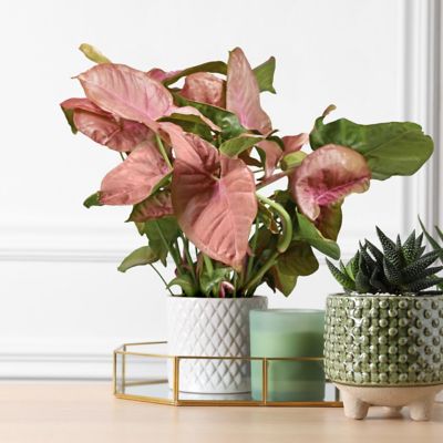 Image showing 9 th National Plant Network 4 in. SpaceScape Houseplant Arrowhead Vine Collection (3-Pack)