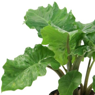 Image showing  6 in. Alocasia Low Rider