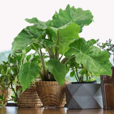 Image showing  6 in. Alocasia Low Rider