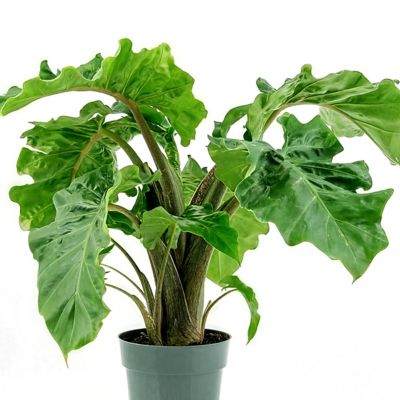 Image showing  6 in. Alocasia Low Rider