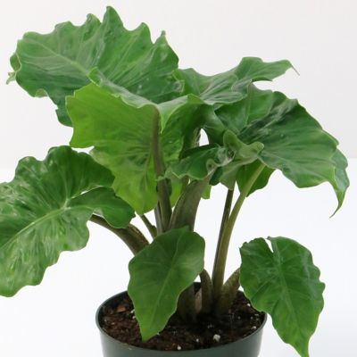 Image showing 5 th National Plant Network 6 in. Alocasia Low Rider