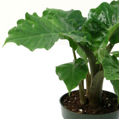 Image showing 6 th National Plant Network 6 in. Alocasia Low Rider