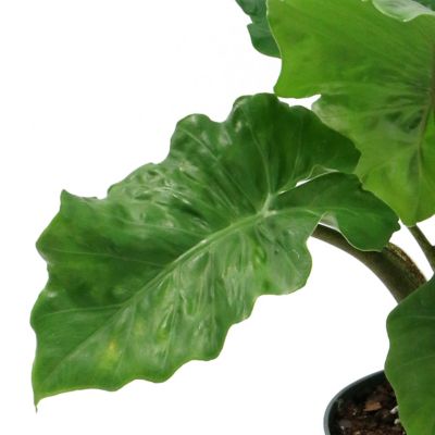 Image showing 7 th National Plant Network 6 in. Alocasia Low Rider