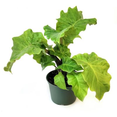 Image showing 8 th National Plant Network 6 in. Alocasia Low Rider