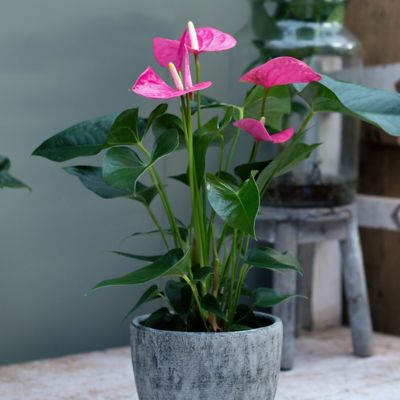 National Plant Network 6 in. Anthurium Baby Purple