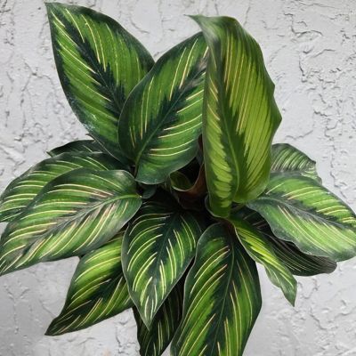 National Plant Network 6 in. Calathea Beauty Star