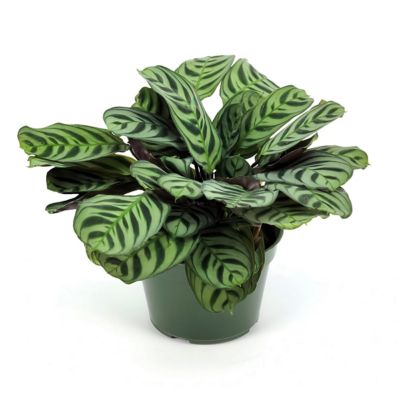 Image showing  6 in. Calathea Burle Marx