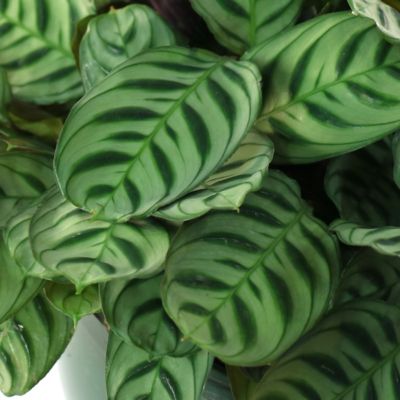 Image showing  6 in. Calathea Burle Marx