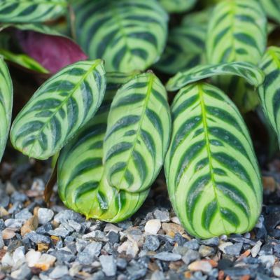Image showing  6 in. Calathea Burle Marx
