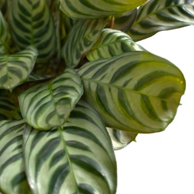 Image showing  6 in. Calathea Burle Marx