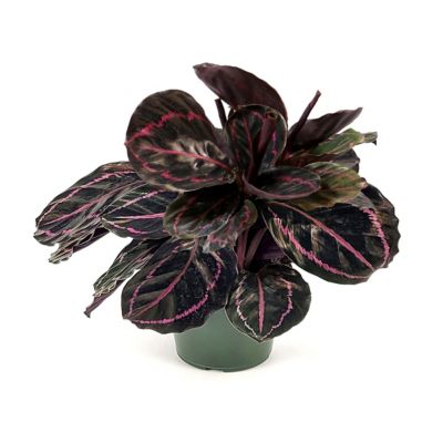 National Plant Network 6 in. Calathea Dottie