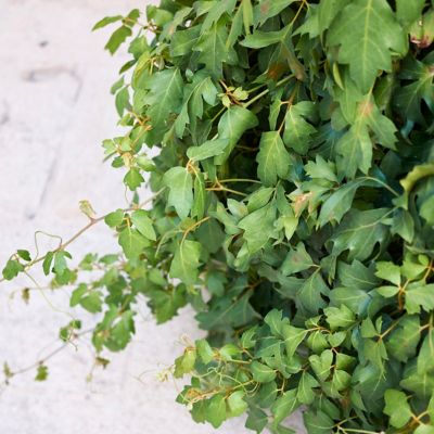 Image showing  6 in. Cissus Ellen Danica Oak Leaf