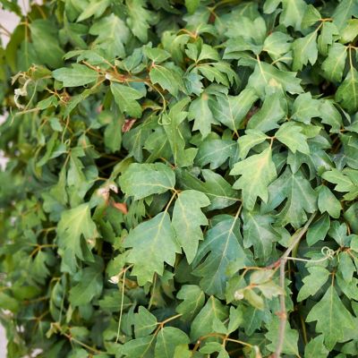 Image showing  6 in. Cissus Ellen Danica Oak Leaf