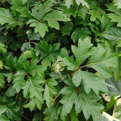 Image showing  6 in. Cissus Ellen Danica Oak Leaf