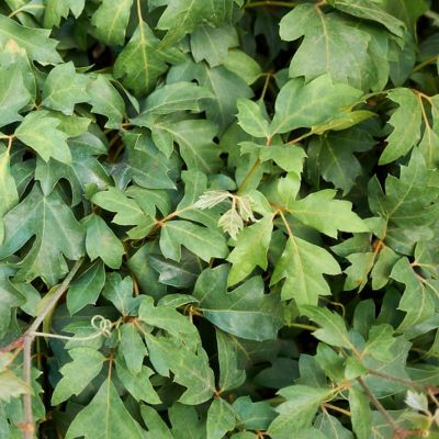 Image showing  6 in. Cissus Ellen Danica Oak Leaf