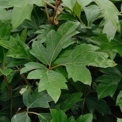 Image showing 5 th National Plant Network 6 in. Cissus Ellen Danica Oak Leaf