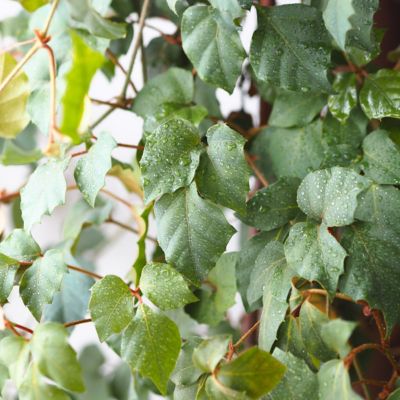 Image showing  6 in. Cissus Rhombifolia Grape Leaf