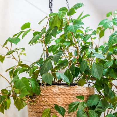 Image showing  6 in. Cissus Rhombifolia Grape Leaf