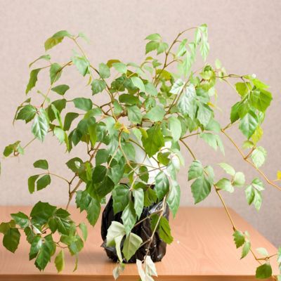 Image showing  6 in. Cissus Rhombifolia Grape Leaf