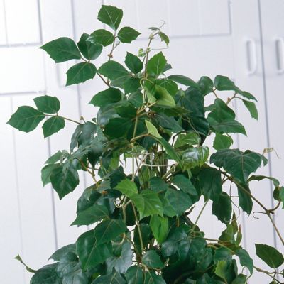 Image showing  6 in. Cissus Rhombifolia Grape Leaf