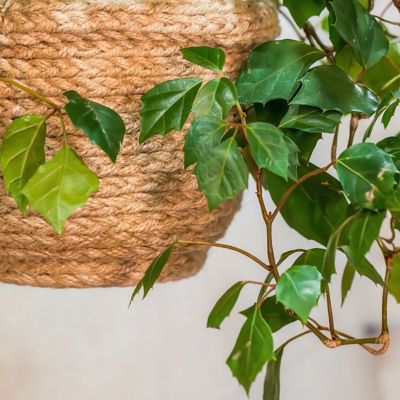 Image showing 5 th National Plant Network 6 in. Cissus Rhombifolia Grape Leaf