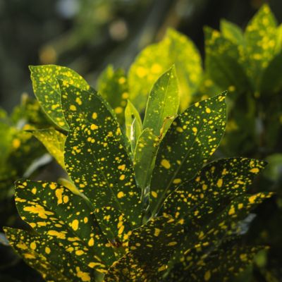 Image showing  6 in. Croton Gold Dust