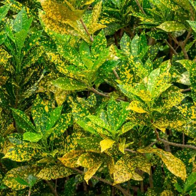 Image showing  6 in. Croton Gold Dust